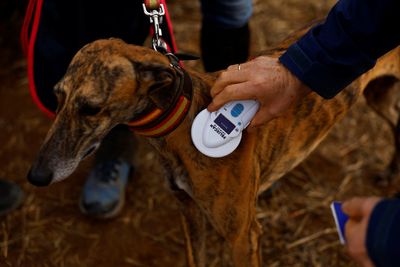 Spain's hunting dogs law exposes rural and urban divisions