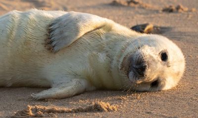 Link’s game, an aide’s shame and a poor lost Norfolk seal – take the Thursday quiz