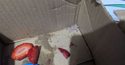 Woman finds baby gecko in Lidl strawberry punnet