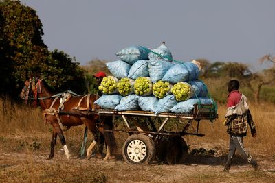 Senegalese farmer pleads for support as African leaders discuss food security