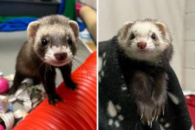 Bid to find forever homes for 'overlooked' ferrets