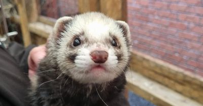 Influx of 'overlooked' ferrets sparks desperate bid to rehome pets in Ayrshire