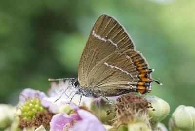 Britain’s biodiversity crisis