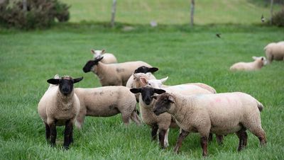 Sheep kill up by almost 8%, as prices plunge by €1/kg