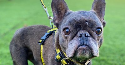 Dogs Trust appeal for new home for French Bulldog Jerome