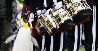 The Scottish penguin who is a knighted brigadier of the Norwegian King's Guard