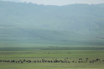 Tanzania squeezes Maasai by seizing livestock, report says