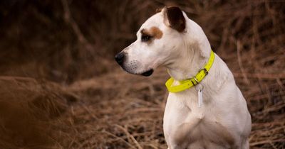 Call for ban on electric shock dog collars in Scotland which cause 'fear and pain'