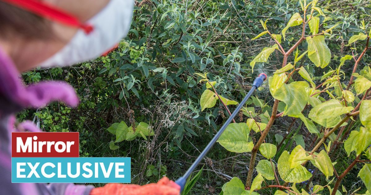 Expert explains how to spot Japanese knotweed - with…