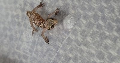 Woman finds baby gecko in strawberries bought from Lidl