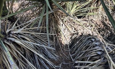 Can you spot the rattlesnake ‘hiding in plain sight’?