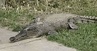 Enormous crocodile spotted roaming streets of town after it is hit by flooding