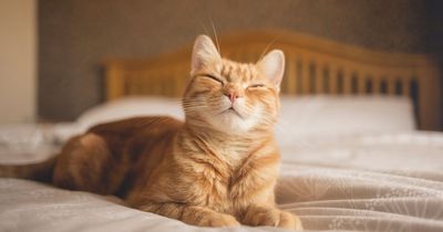 Furious neighbour demands woman change her cat's 'offensive' name