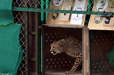 India to get more than 100 cheetahs from S.Africa