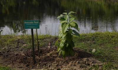 The Guardian view on carbon offsetting: a model with dangerous flaws