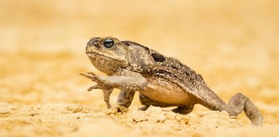 Is 'Toadzilla' a sign of enormous cane toads to come? It's possible – toads grow as large as their environment allows