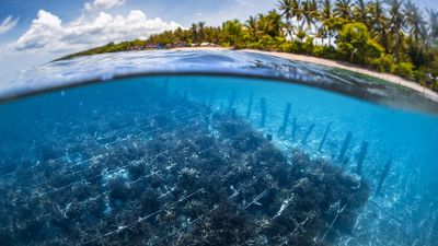 Seaweed researchers find bright future for underwater crop