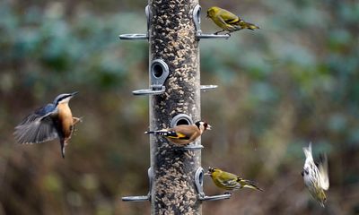 Birdsong boosts mental wellbeing for 90% of people, UK poll finds