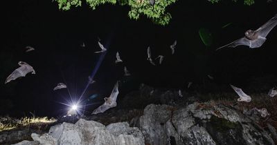 The 'incredibly special' and top secret cave home to 20,000 microbats