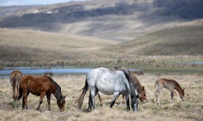 Kosciuszko brumby numbers surge, prompting accusations of ‘shameful’ NSW mismanagement