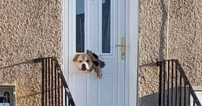 'Is that real?' Scots dog goes viral after ripping off letterbox and chewing through door