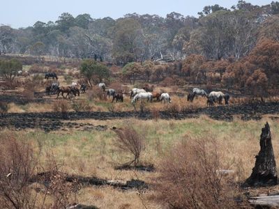 Kosciuszko brumby population soars