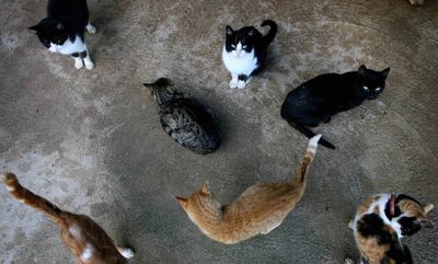 Scientists discover how to tell if your cats are about to fight