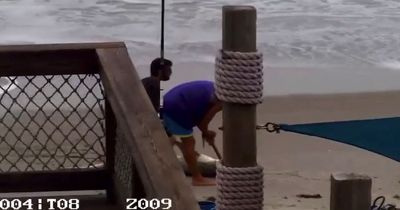 Man beats shark with HAMMER on beach in horrifying video - and could face charges