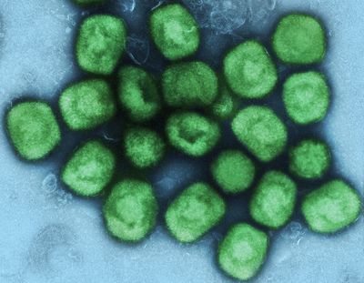 When is it OK to make germs worse in a lab? It's a more relevant question than ever