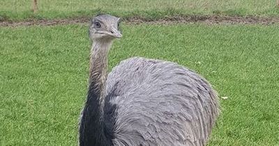 Giant 5ft bird sends couple into frenzy around countryside after getting lost