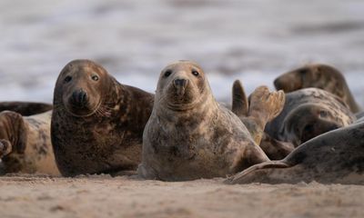 ‘We’ve had pups try to head to the pub’: grey seals make remarkable UK comeback