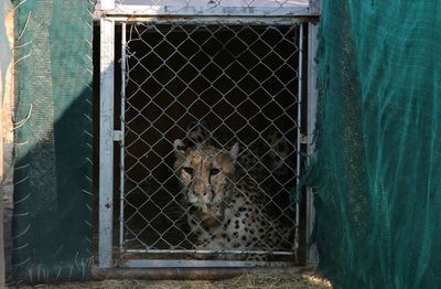 India to get 12 cheetahs from South Africa next month