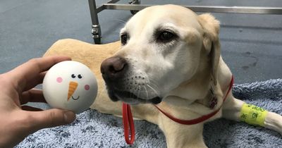 Dog owner's warning after beloved labrador almost chokes to death on Aldi toy