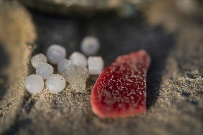 France to probe microplastic pellet pollution on Atlantic beaches