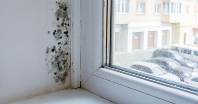 West Lothian to put damp and mould monitors in 100 council homes