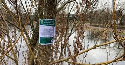 Glasgow park bird flu outbreak sees 22 swans die as council issues warning to public