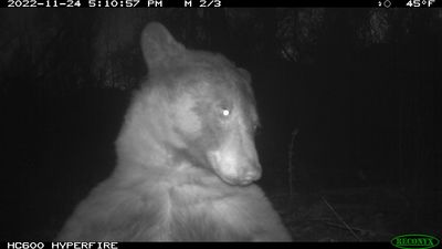 A curious Colorado bear strikes a pose for 400 selfies on a wildlife camera