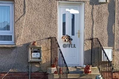 Fife dog goes viral after chewing its way through a front door