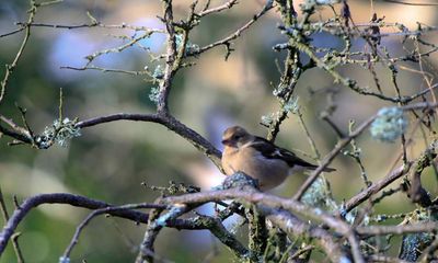 Vast flocks of female chaffinches are gone