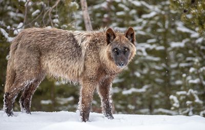 Yellowstone wolves faring much better this hunting season