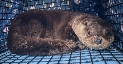 Otter makes miraculous recovery after being found injured on road near Kinross