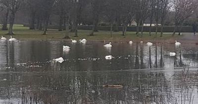 Bird flu outbreak at Scots park kills 22 swans as council issue warning