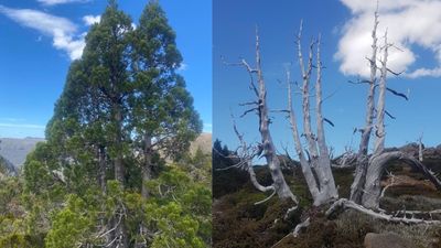 Record dry spell threatening Tasmania's Wilderness World Heritage Area