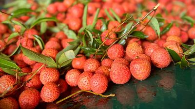 Australian lychee season extends further into summer due to unseasonal weather