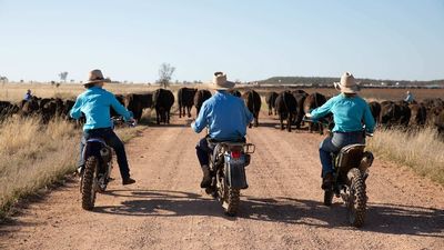 Cattle Australia chair David Foote's 'patronising' comments disappoint industry members