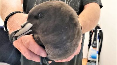 WA's first Westland petrel joins list of other vagrant birds taxidermied for future research