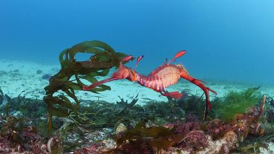 At 16 years plus, Speedy is the oldest known sea dragon, facial-recognition project finds