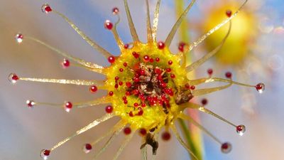 Four new species of sticky, carnivorous sundew discovered in WA thanks to social media