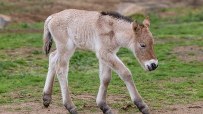 San Diego Zoo announces birth of critically endangered Przewalski's horse, cloned using 42-year-old DNA