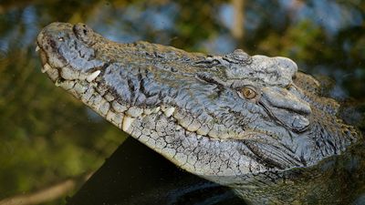 Man seriously injured in crocodile attack near Daly River flown to Sydney hospital for further treatment